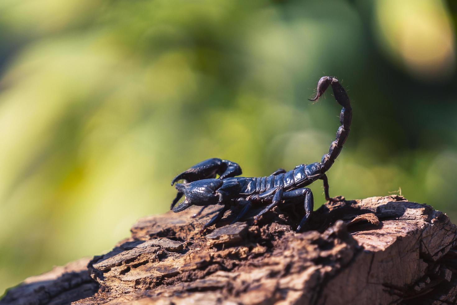 scorpion on wood blur green background photo