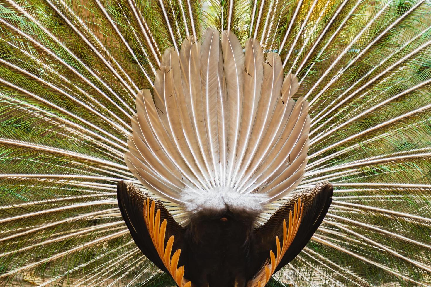 peacock with beautiful colorful feather photo