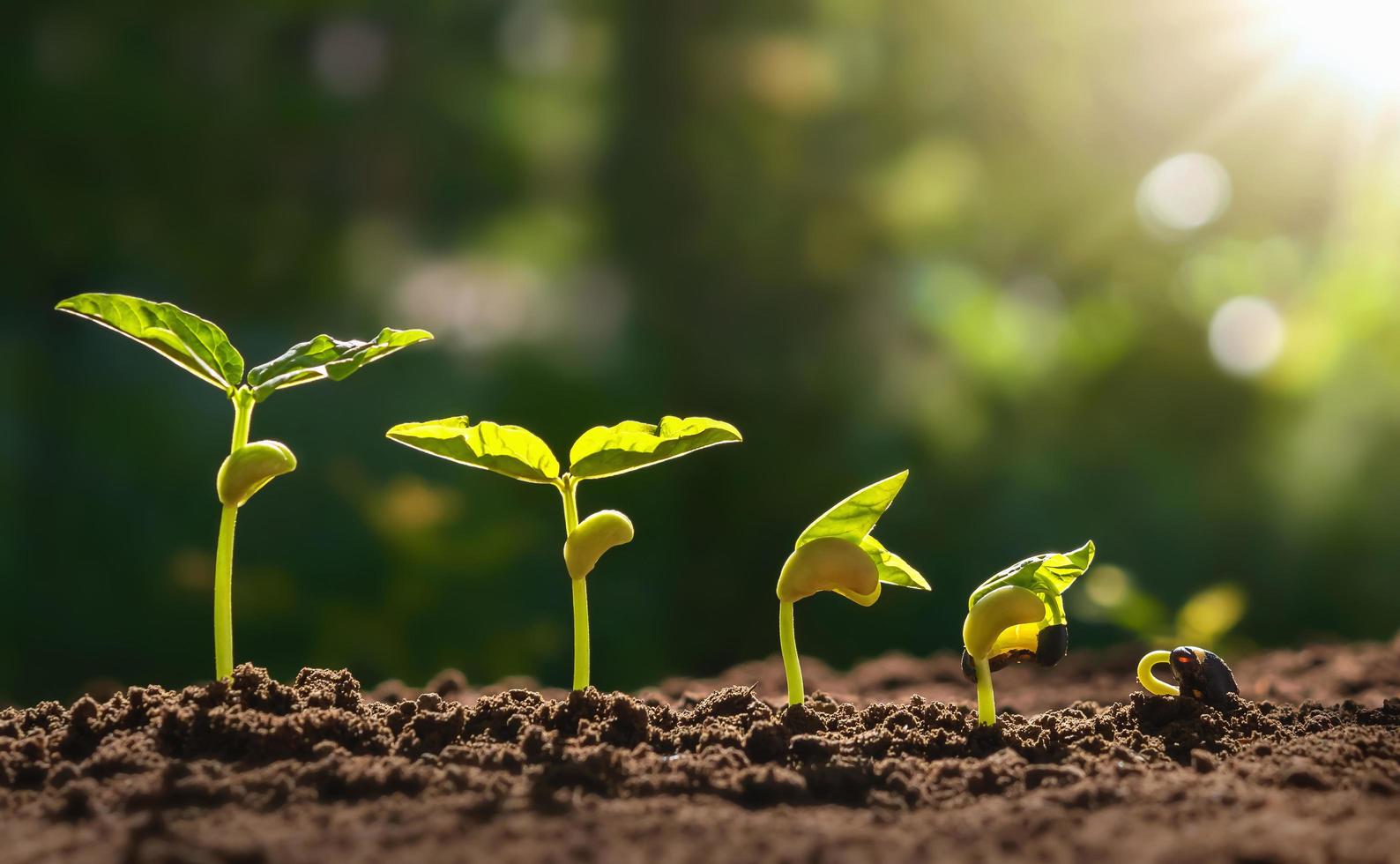 planting seed grow step concept in garden and sunlight. photo