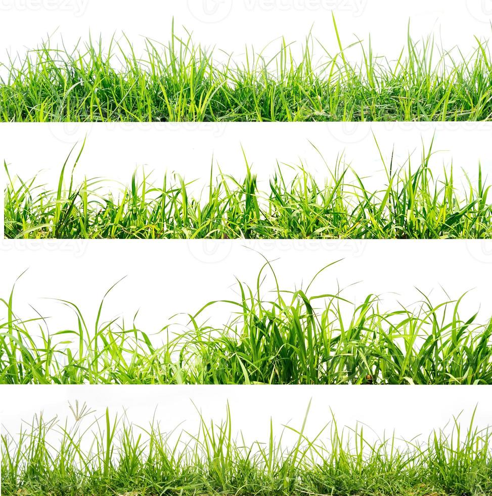 green grass isolate on white background photo