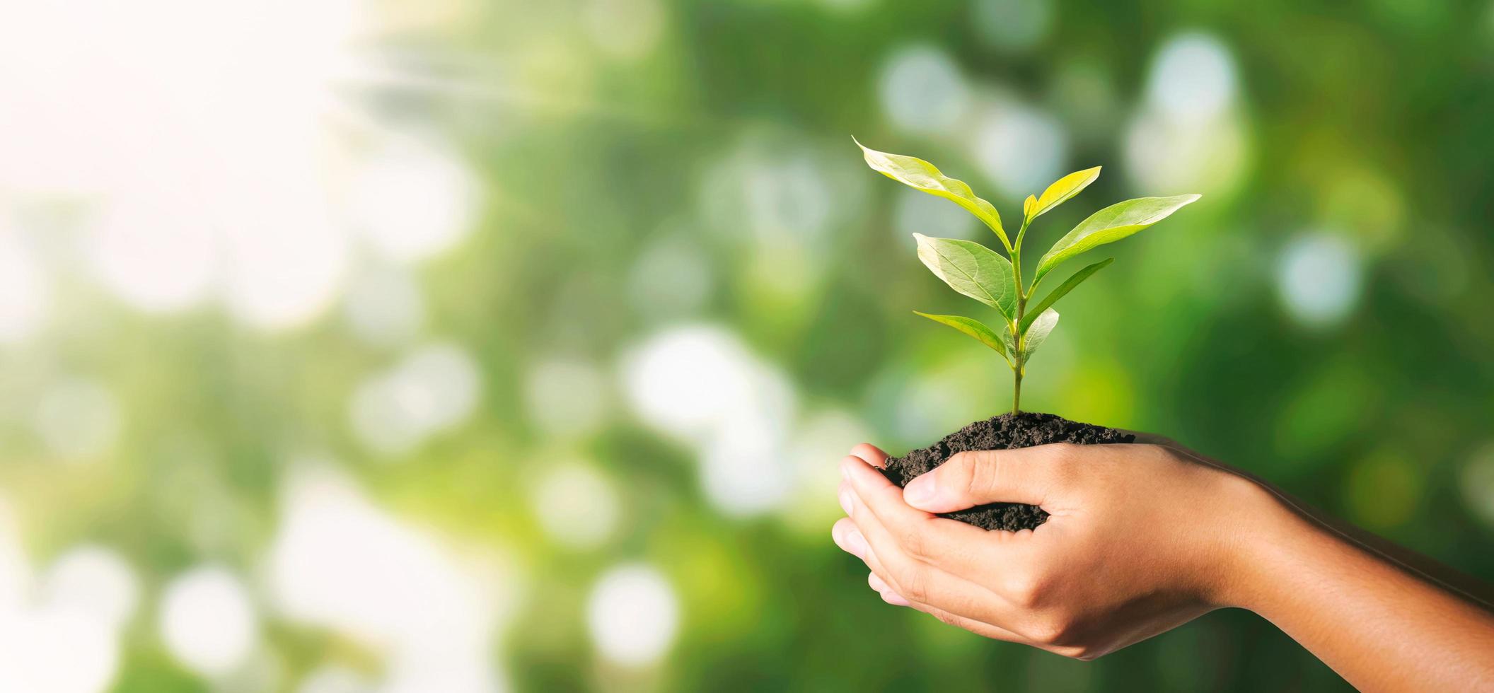 plant growing in hand on green nature with sunlight background. eco environment concept photo