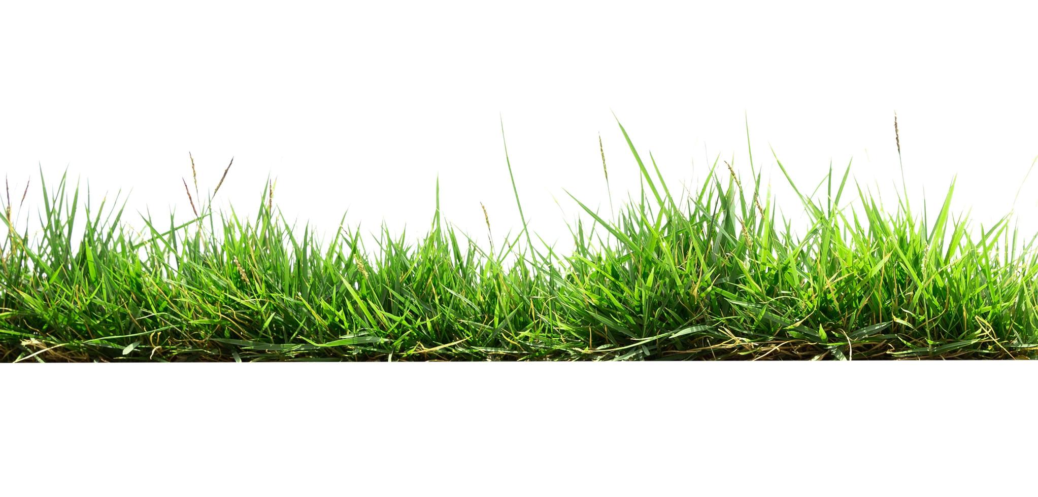 green grass isolate on white background photo