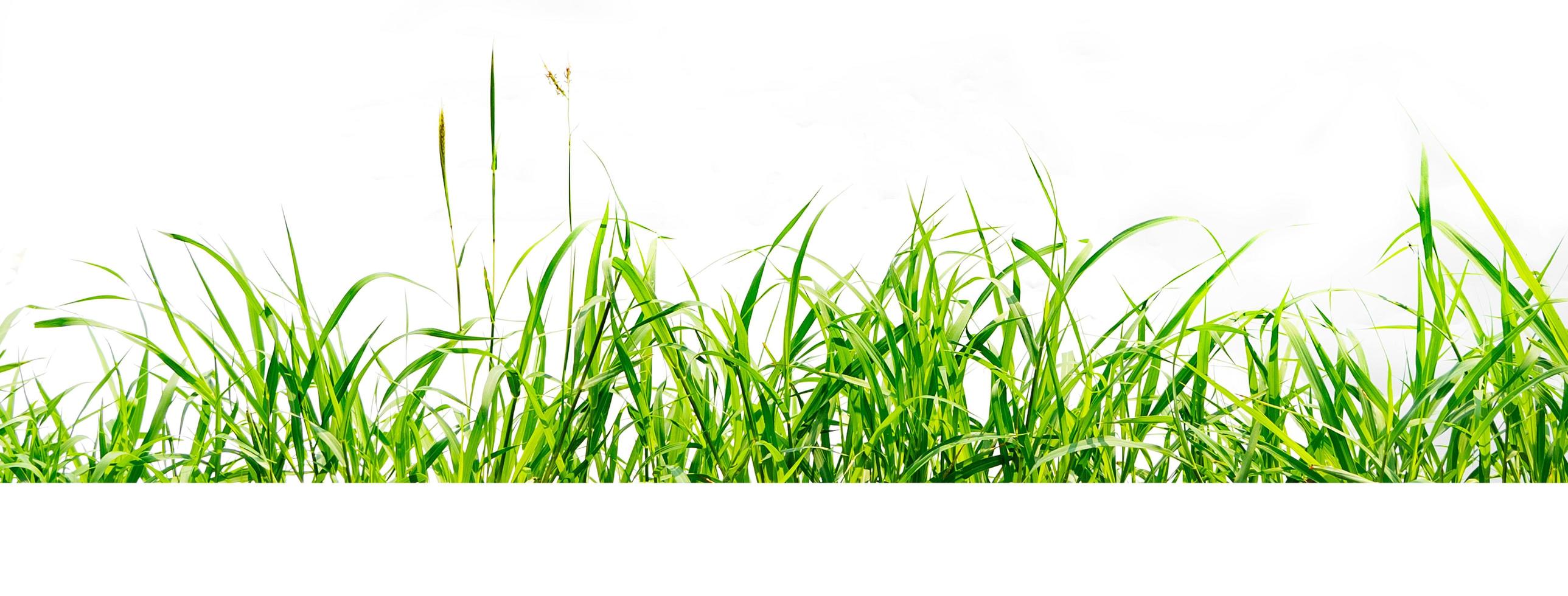 green grass isolate on white background photo