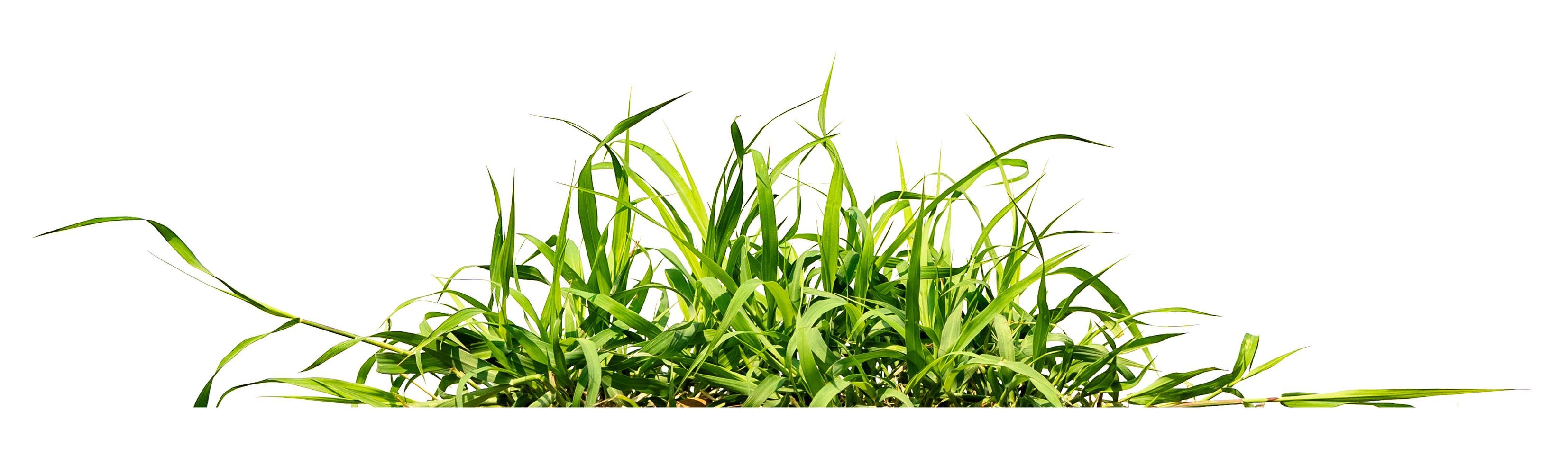 green grass isolate on white background photo