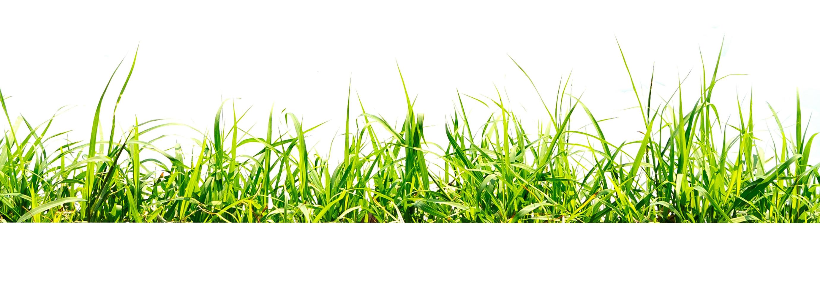 green grass isolate on white background photo