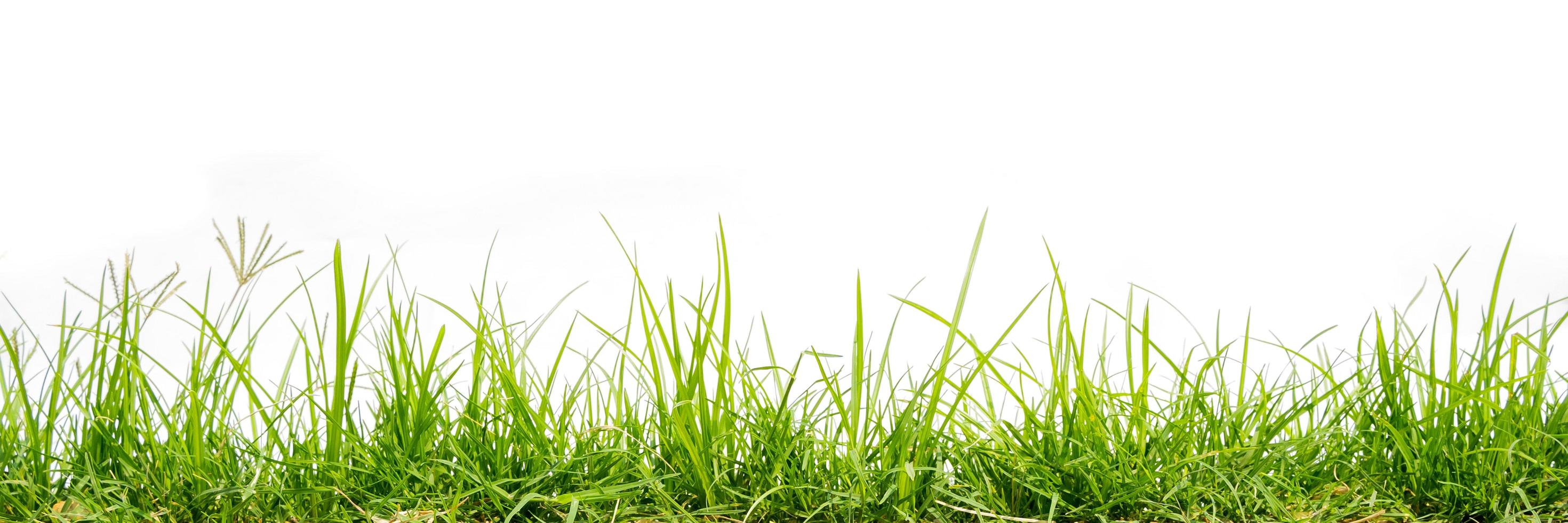 green grass isolate on white background photo