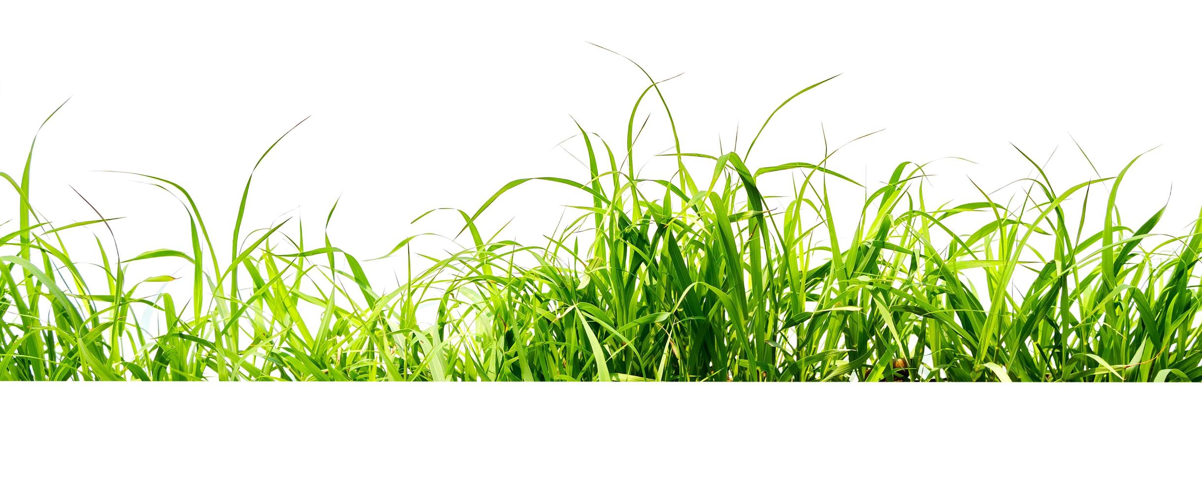 green grass isolate on white background photo