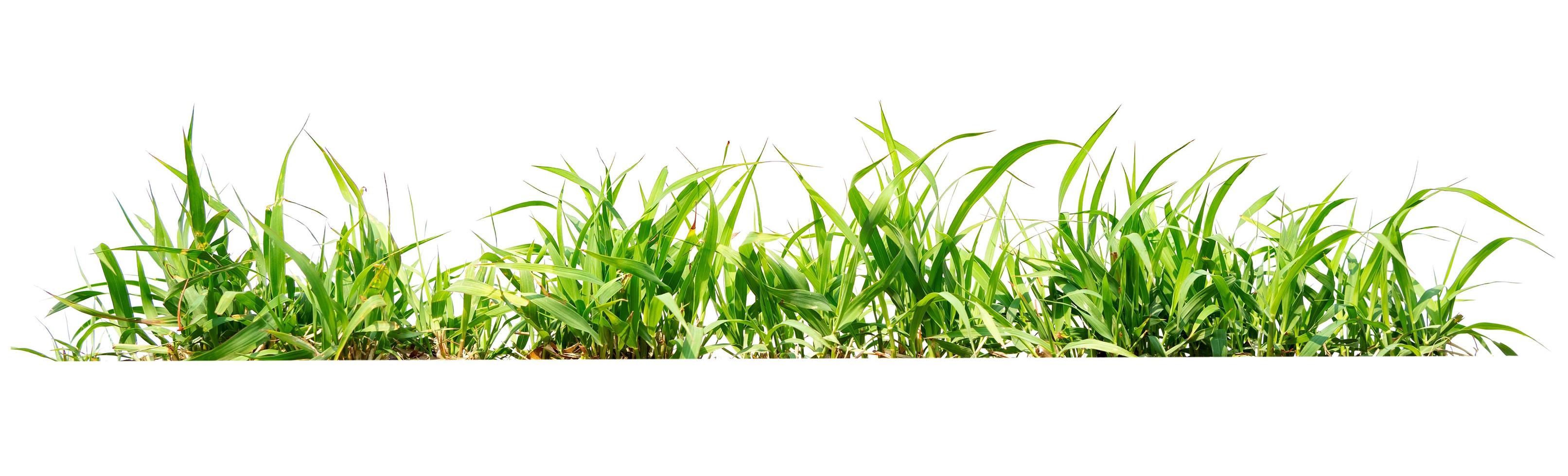 green grass isolate on white background photo