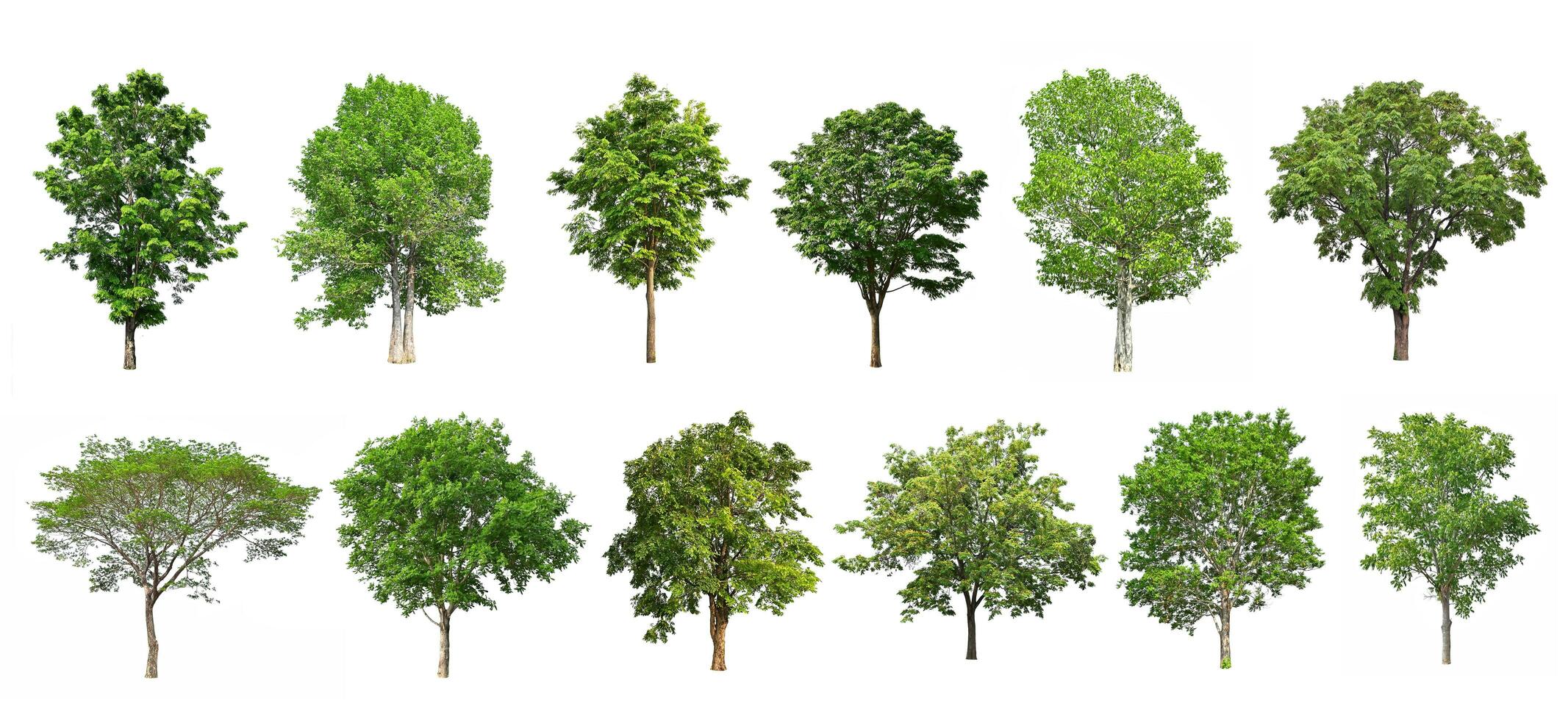 collection tree isolate on white background photo