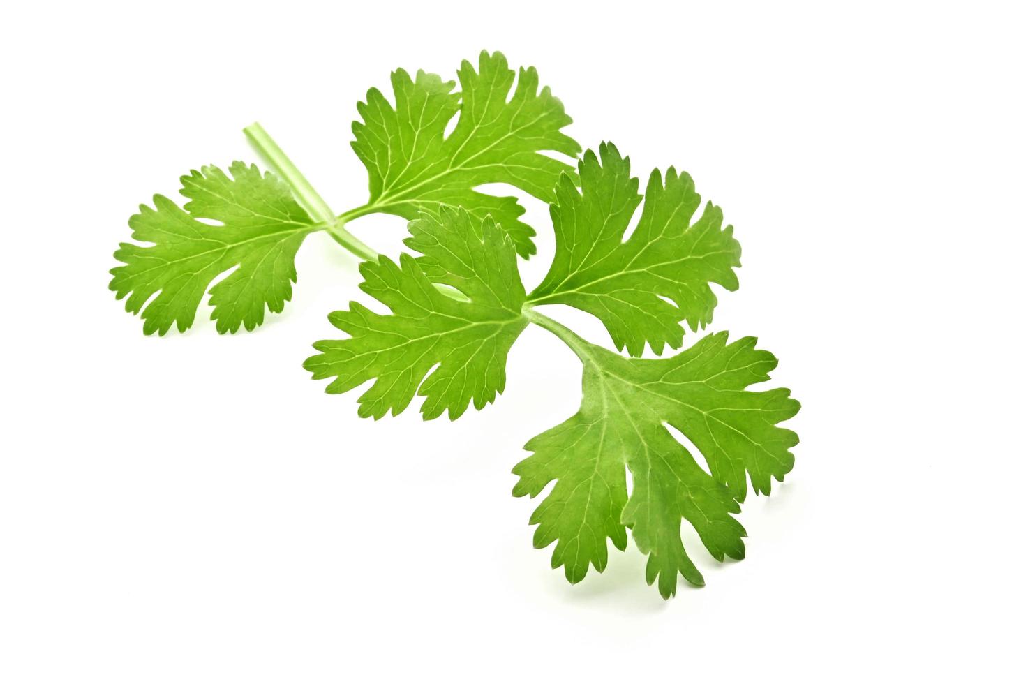 fresh green leaf coriander isolate on white background photo