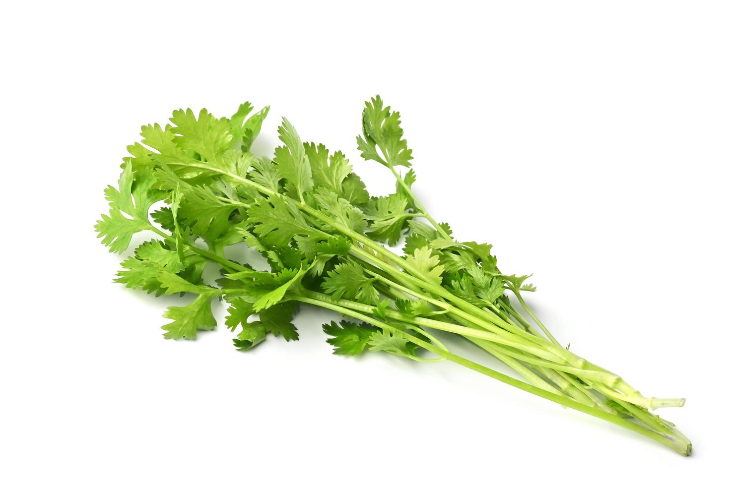 fresh bunch coriander leaf isolate on white background photo