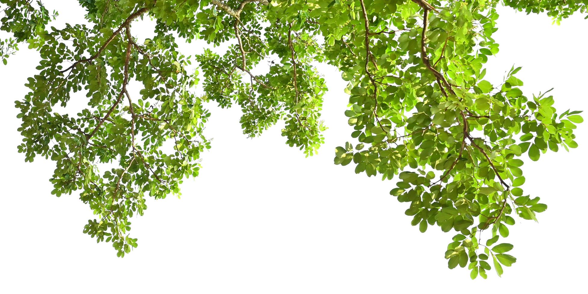 green leaf on tree isolate white background photo