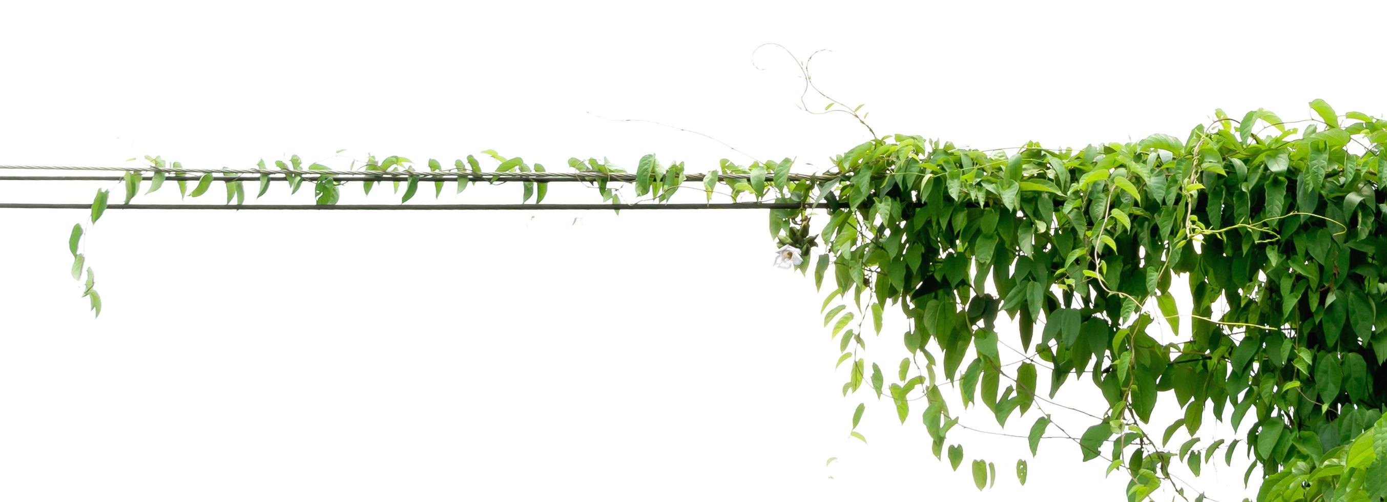 ivy plant on electric wire isolate on white background photo