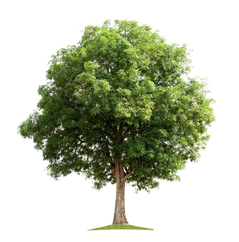 big tree isolate on white background photo