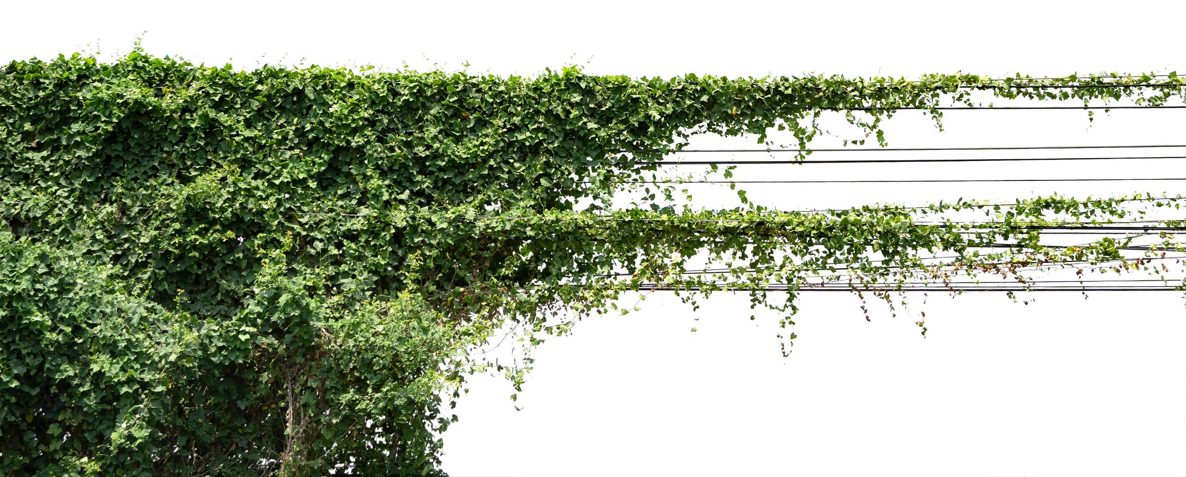 vine ivy plant on wire isolate on white background photo