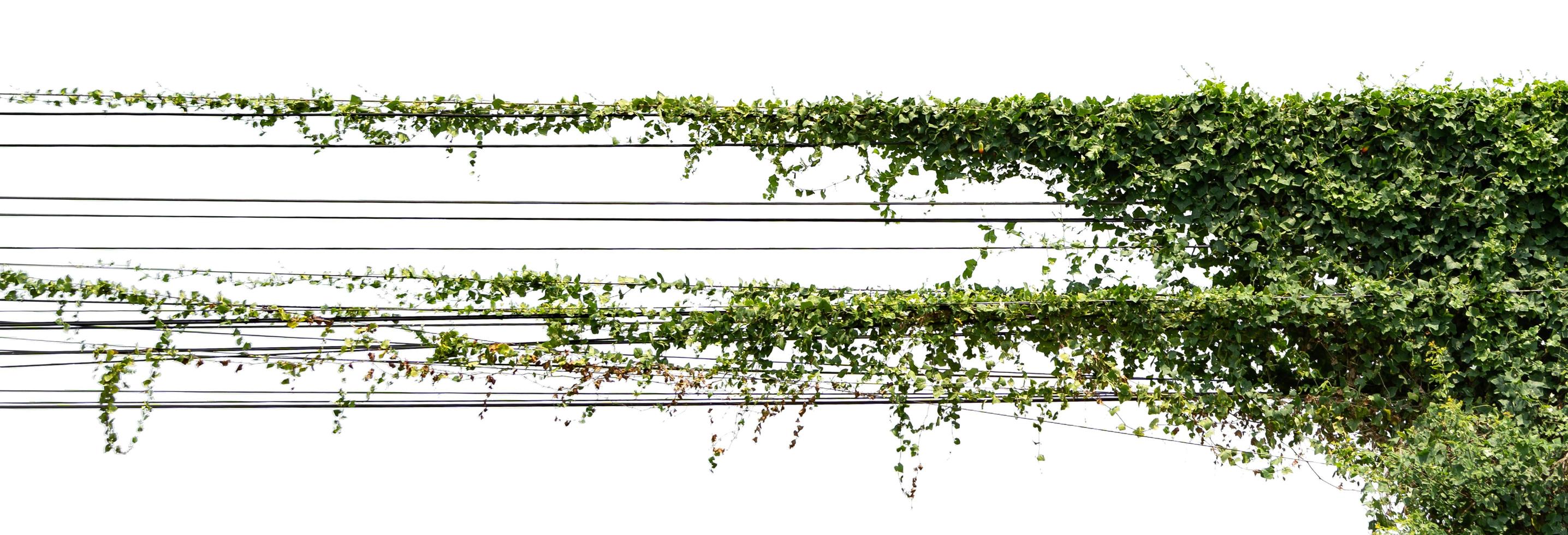 vine ivy plant isolate on white background photo