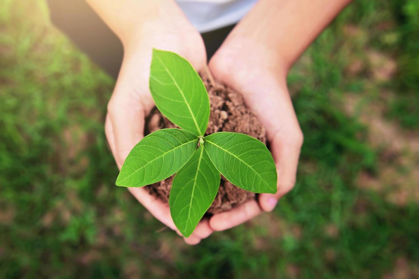 top view of hand holding young plant growing on dirt with green grass background. environment eco concept photo