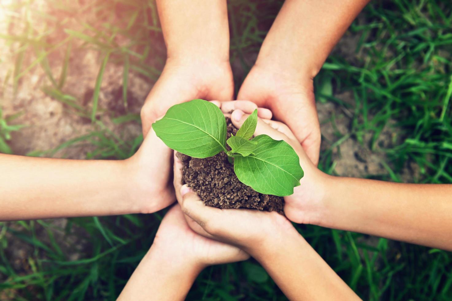 eco environment concept. hand group holding small tree growing on dirt with green grass background photo