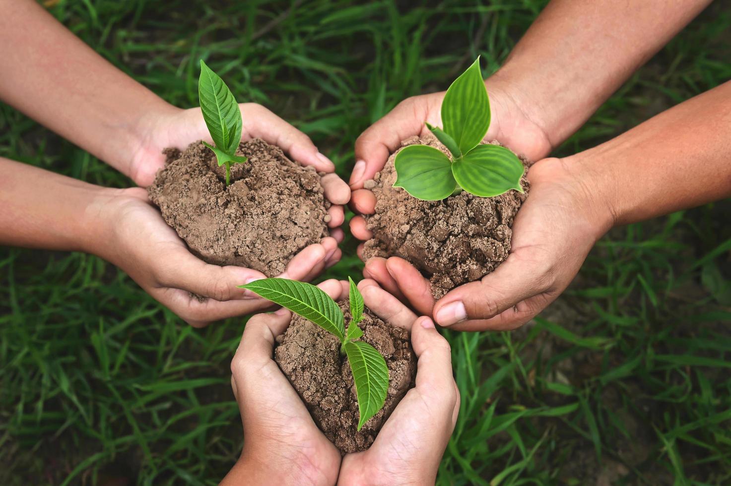 three hand group holding small tree growing on dirt with green grass background. eco earth day concept photo
