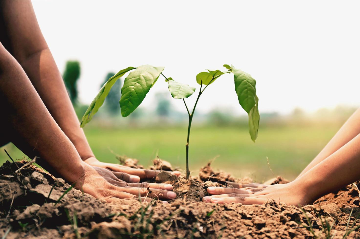 de cerca dos mano Ayudar plantando árbol en naturaleza para salvar tierra. ambiente eco concepto foto