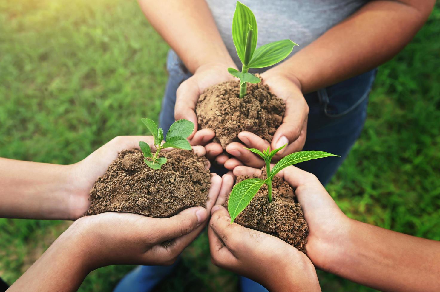 three hand holding young Plant and standing group. nurture Environmental concept photo