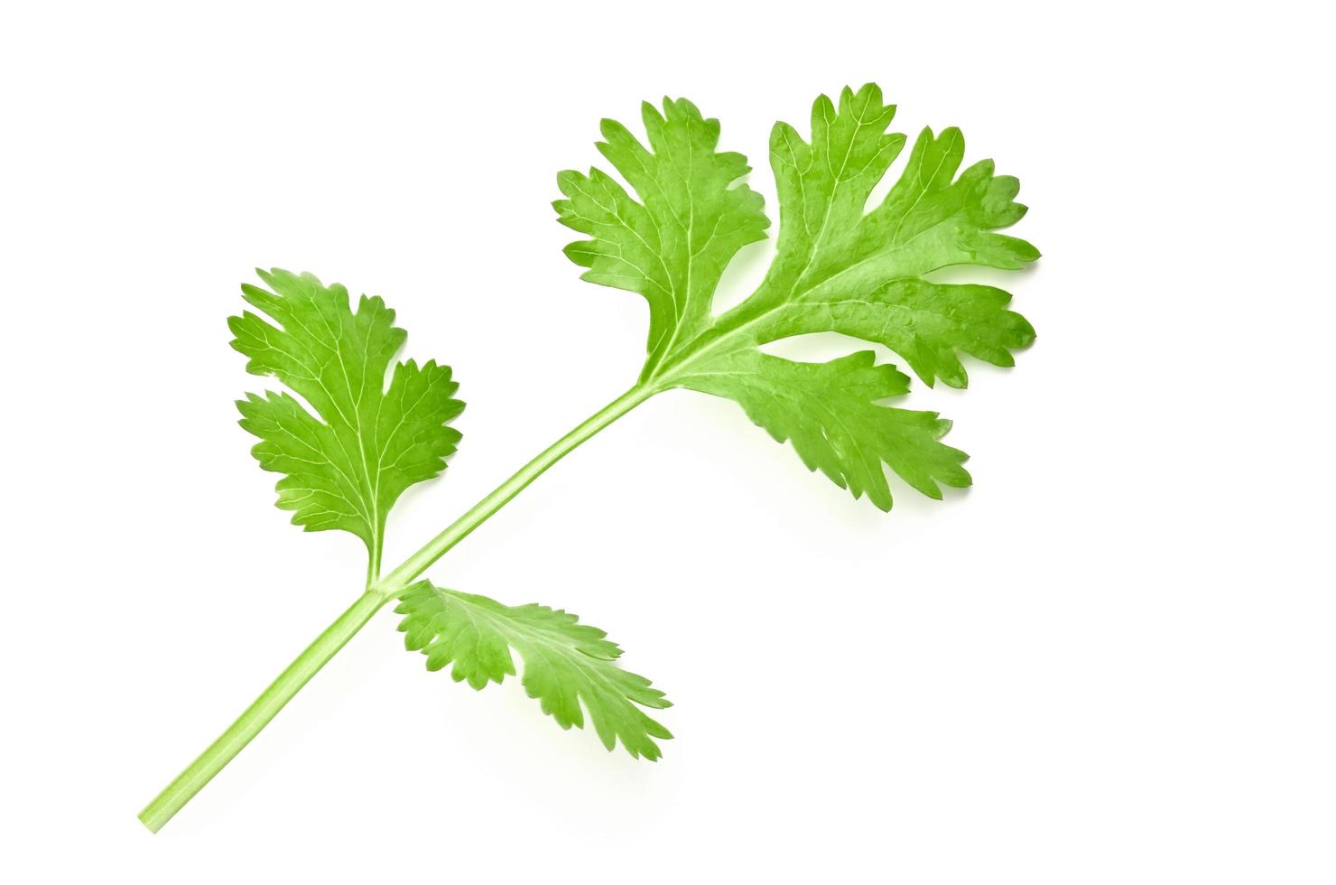 fresh green leaf coriander isolate on white background photo