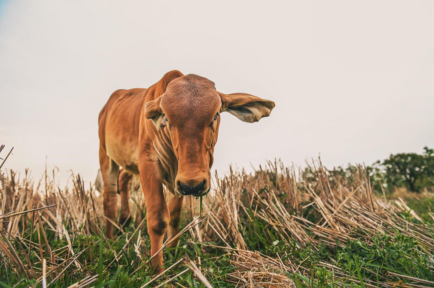 red cows standing at farm photo