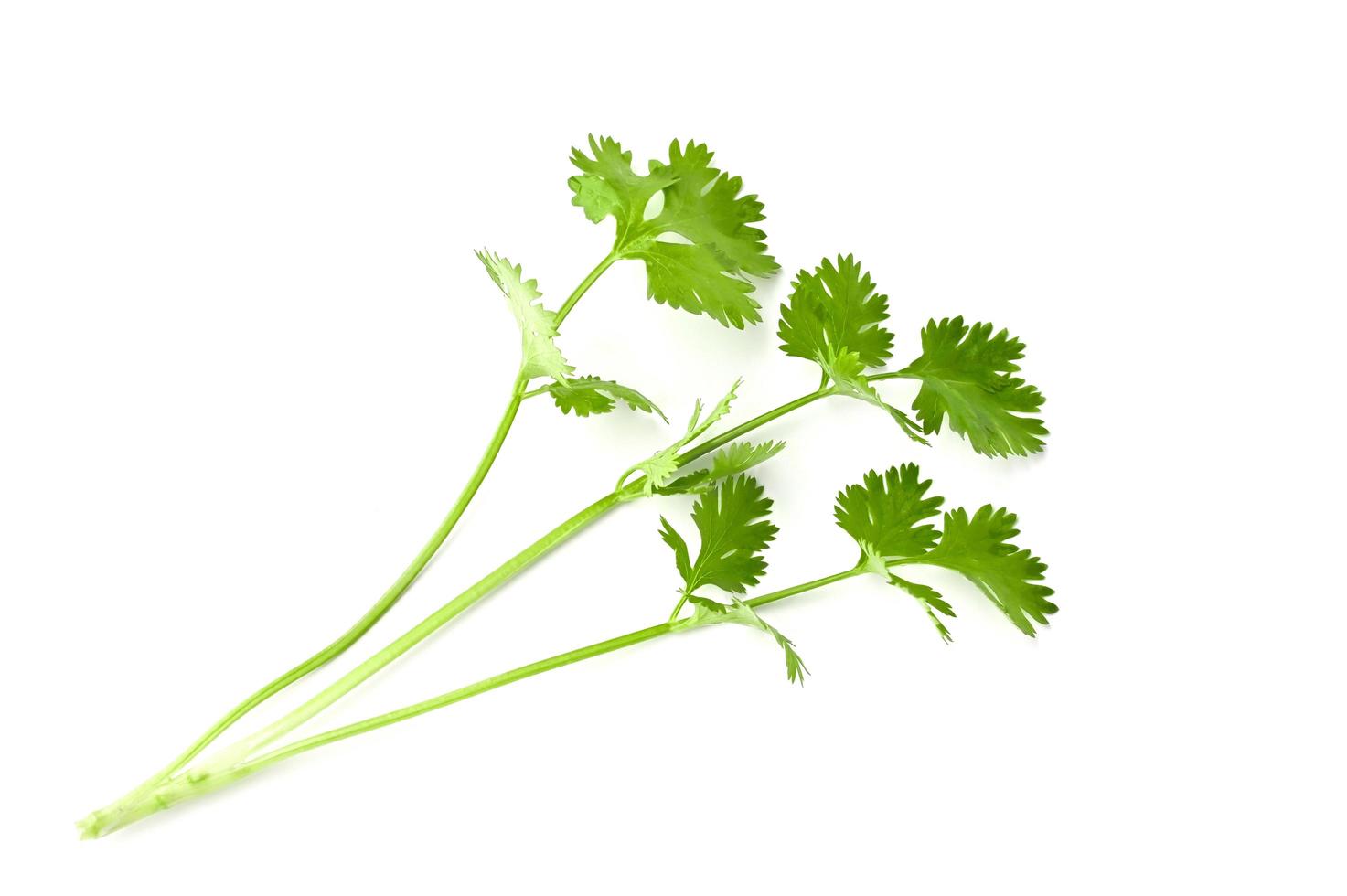fresh bunch coriander leaf isolate on white background photo