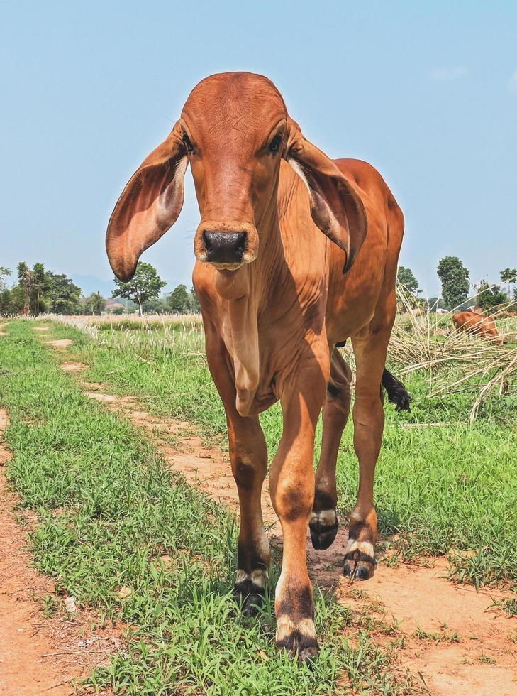 red cows standing at farm photo