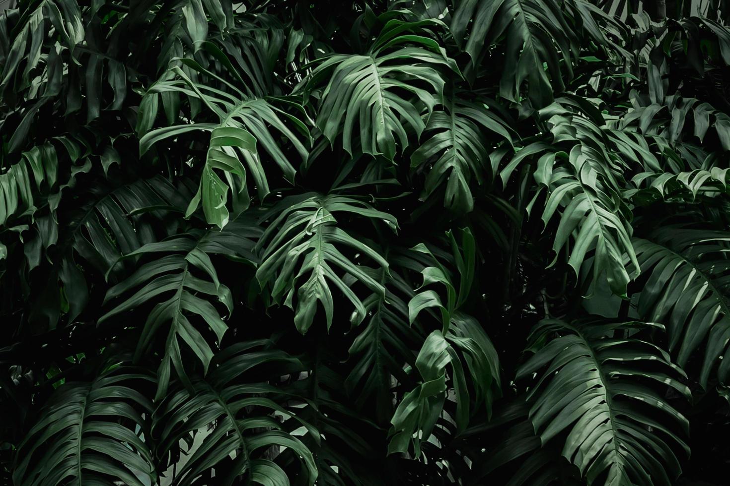 greenery leaf of monstera philodendron plant growing in garden photo