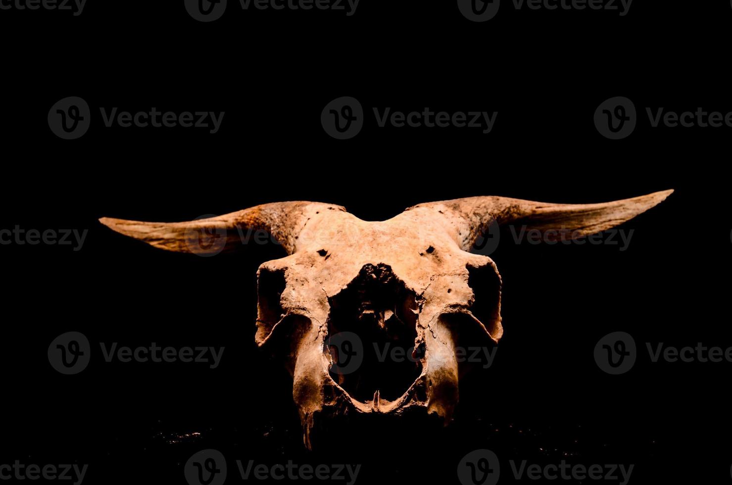 Ram skull on dark background photo