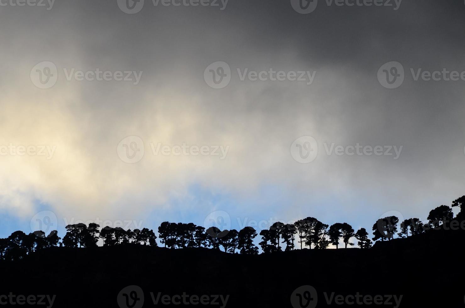 Scenic forest landscape photo