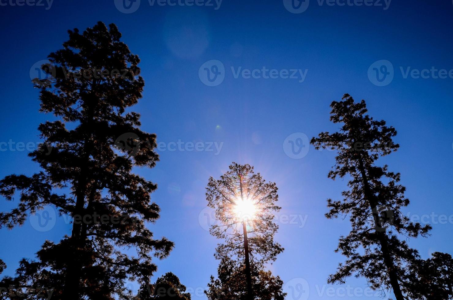 Scenic forest landscape photo
