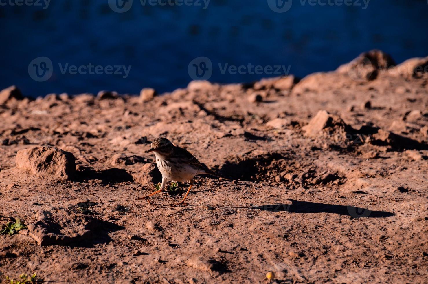 Bird on the coast photo
