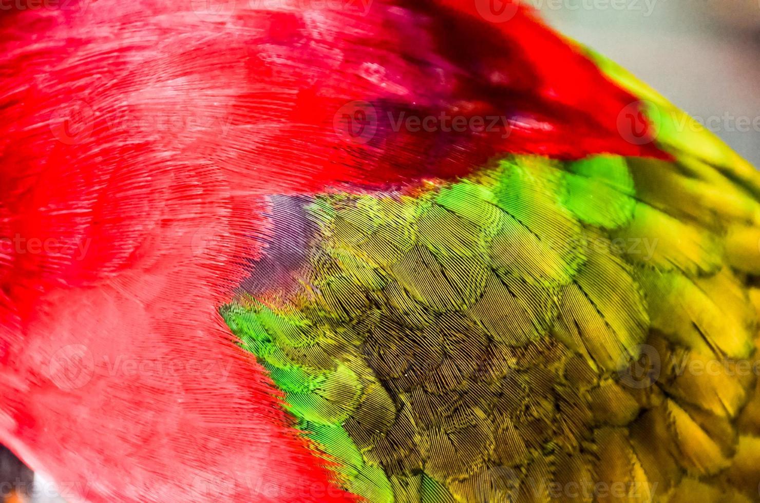 Colorful bird feathers photo