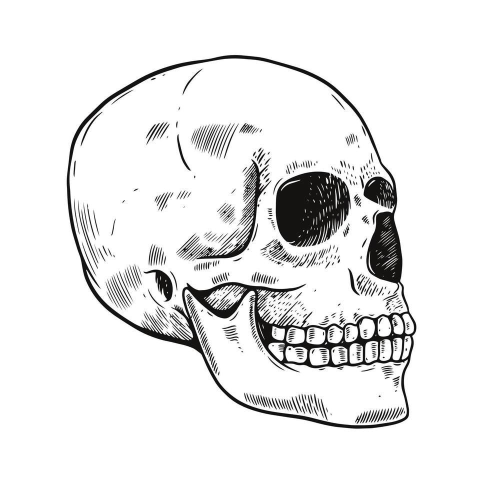 Skull in profile. Hand drawn black color vector illustration. Engraving retro style
