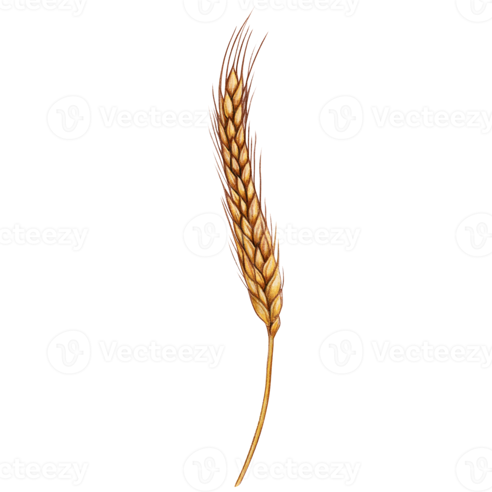 watercolor hand drawn wheat ear png