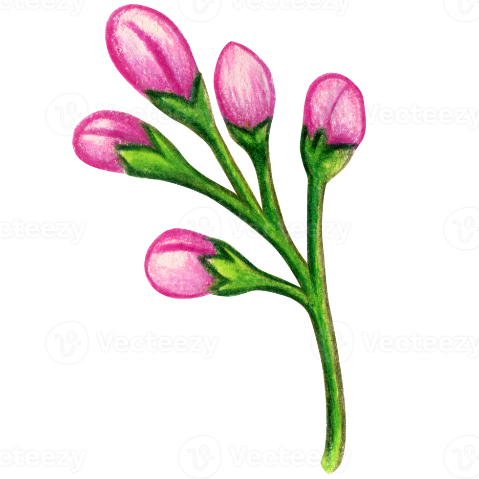 waterverf citroen bloemen png