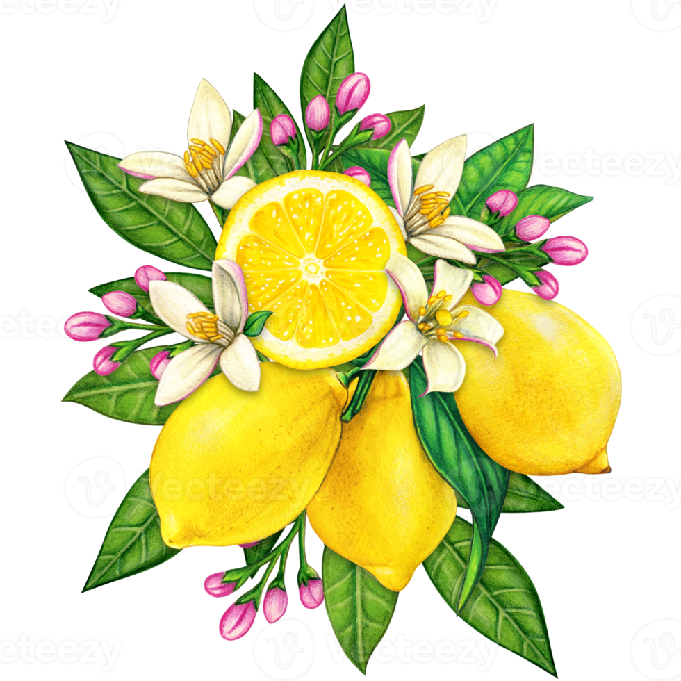 watercolor elegant lemon compositions png