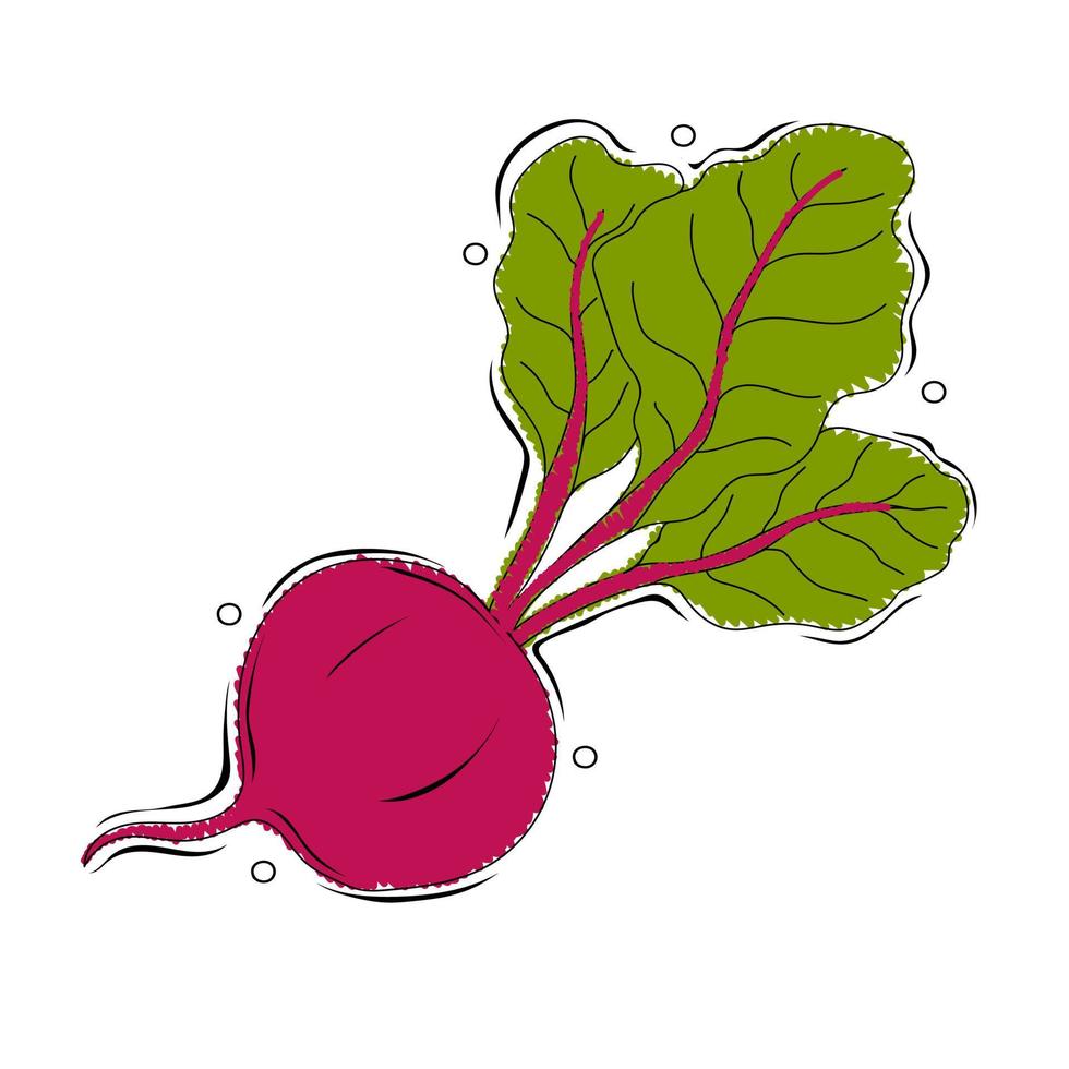 Beet or beets beetroot vegetable or radish with leaves vector