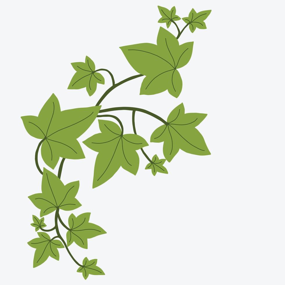 Floral ivy drawing decorative ornament flat design. vector