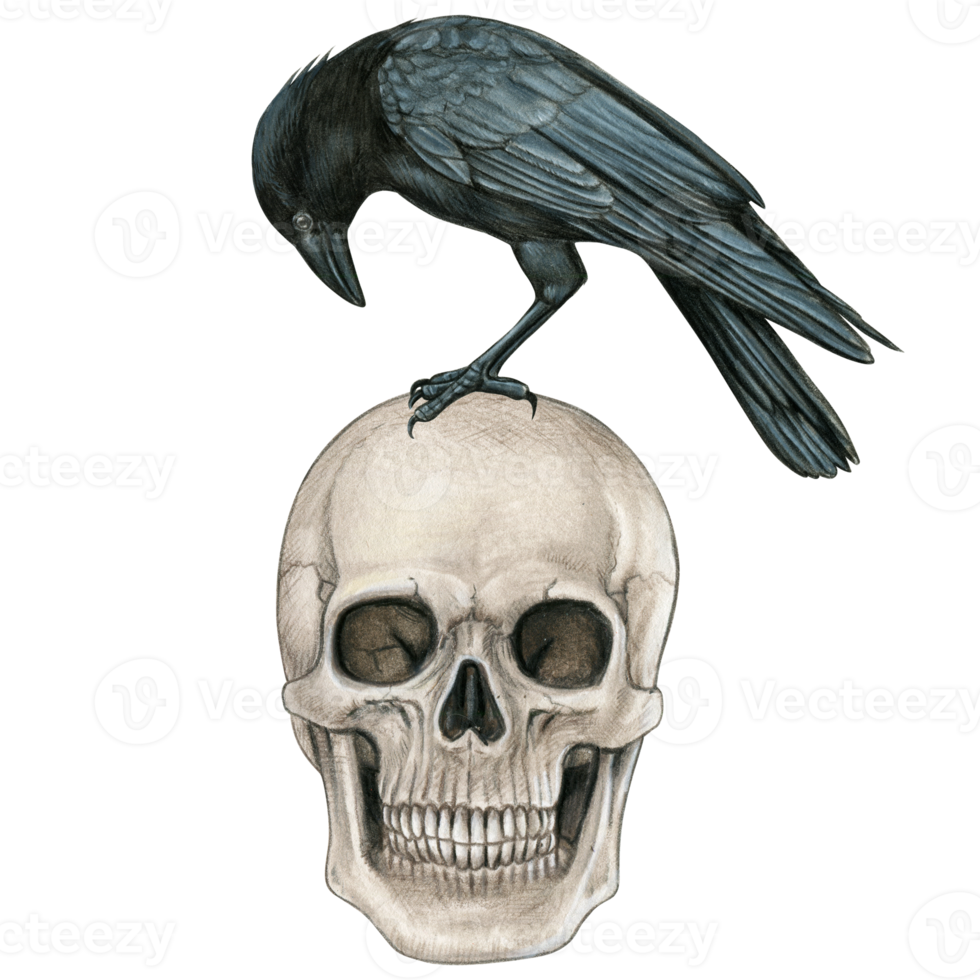 Watercolor hand drawn skull and crow png