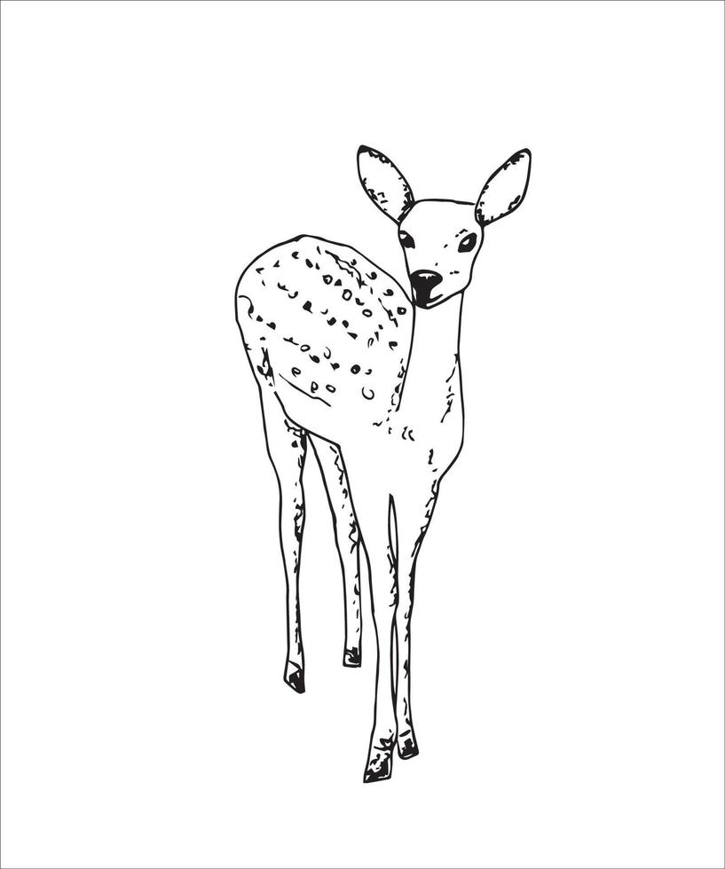 Hand ink drawing of a young sika deer isolated on white background, in a standing pose. Fawn, forest animal, vector illustration.