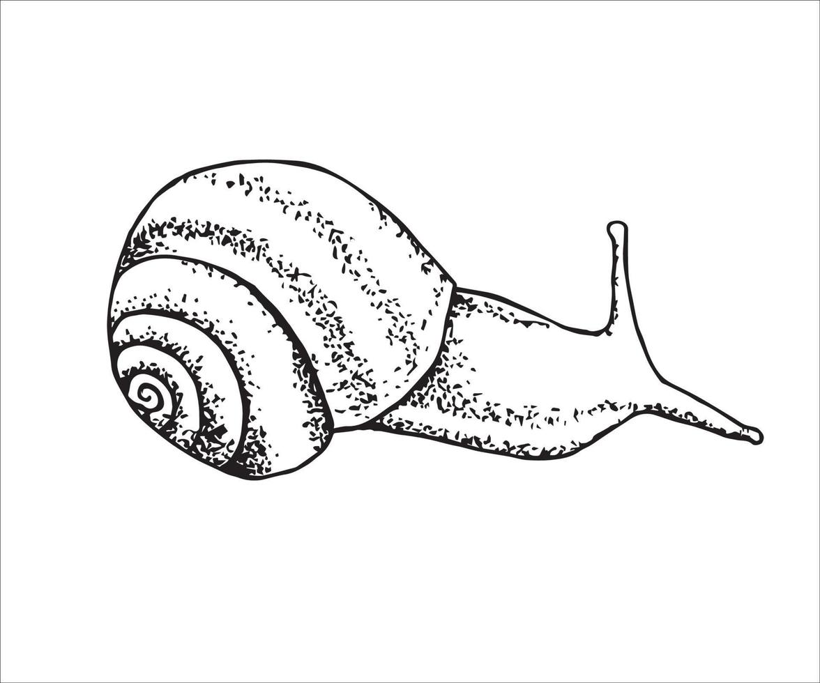Hand-drawn vector illustration. Simple snail in black outline on a white background