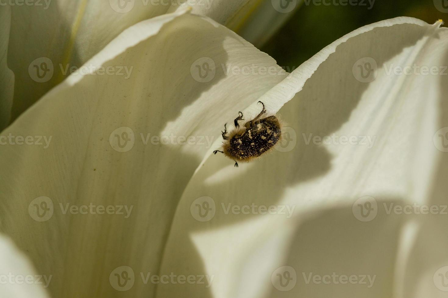 White tulips with an insect on a petal photo