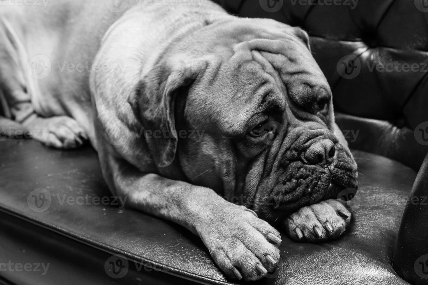 retrato de un perro mastín foto