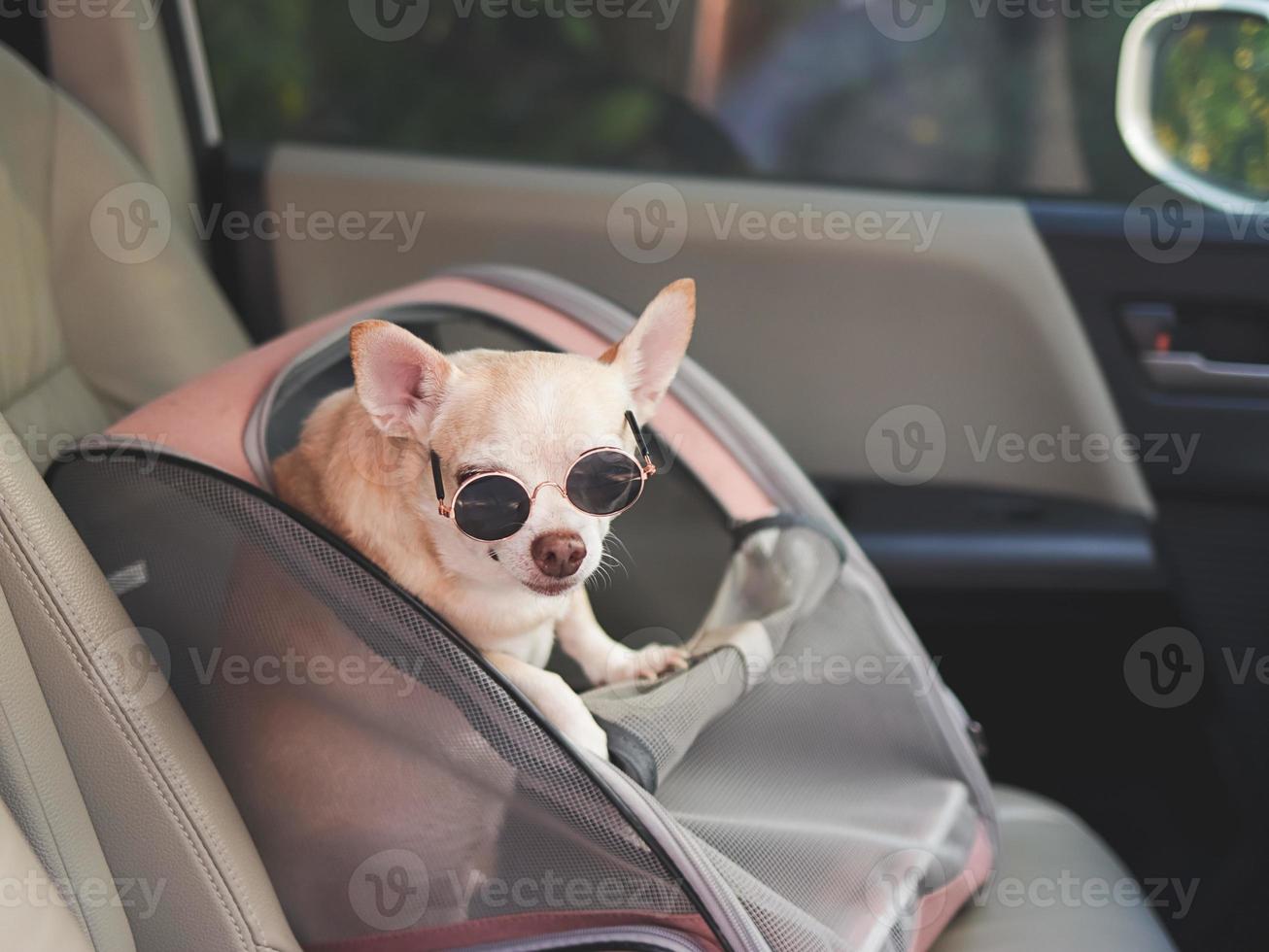 brown short hair chihuahua dog wearing sunglasses  standing in  pet carrier backpack with opened windows in car seat. Safe travel with pets concept. photo