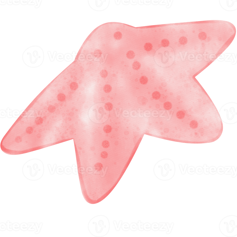 Star fish illustration png