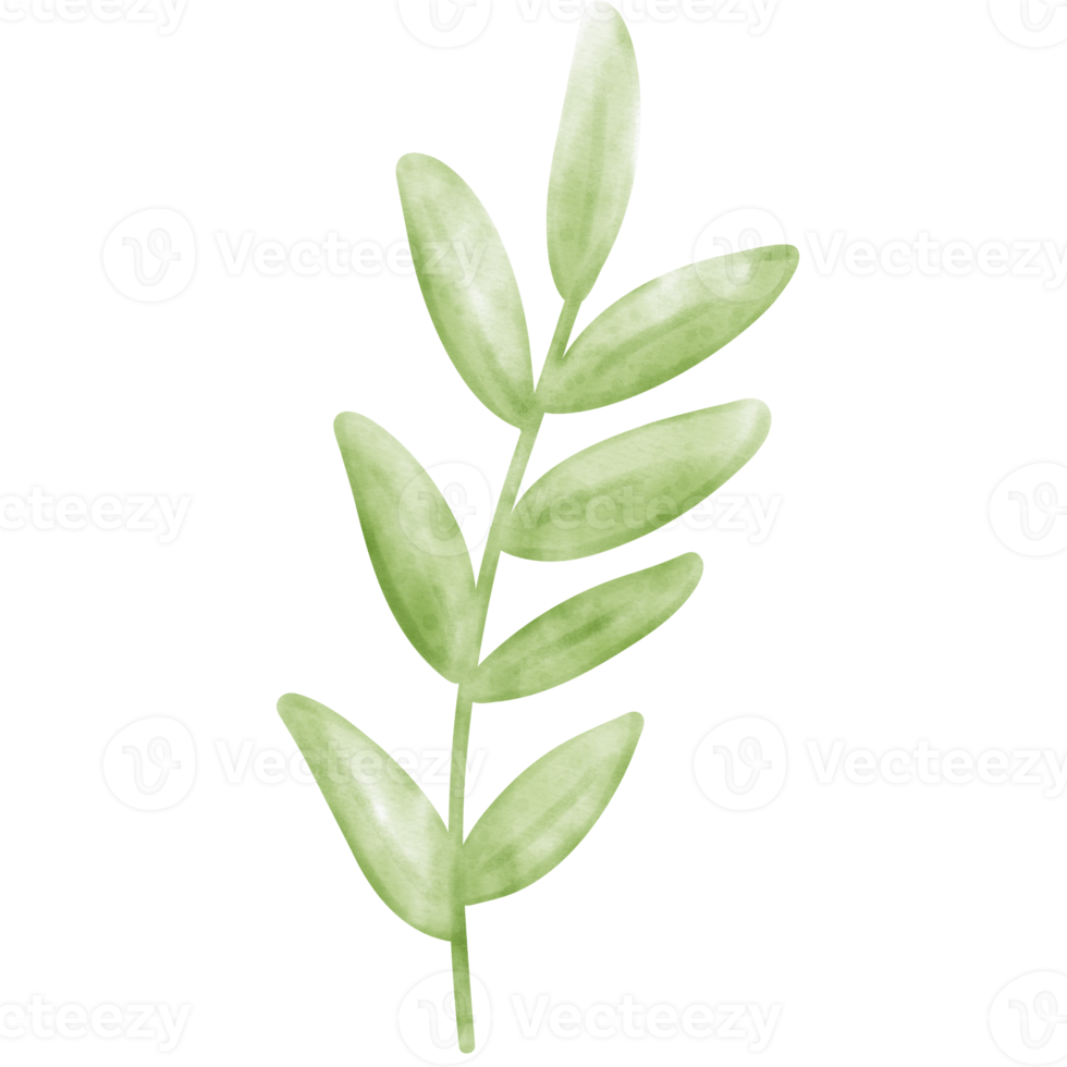 Leaf watercolor, leaf, leaf illustration png