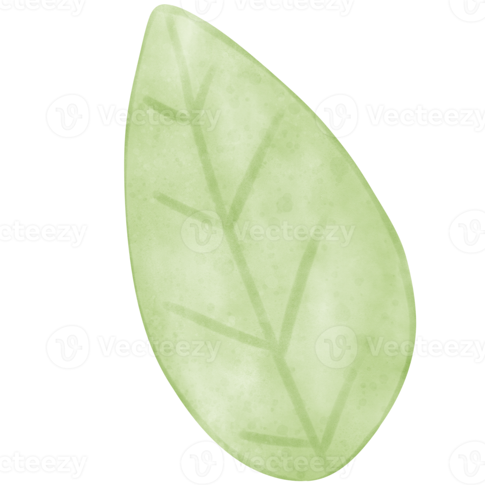 Leaf watercolor, leaf, leaf illustration png